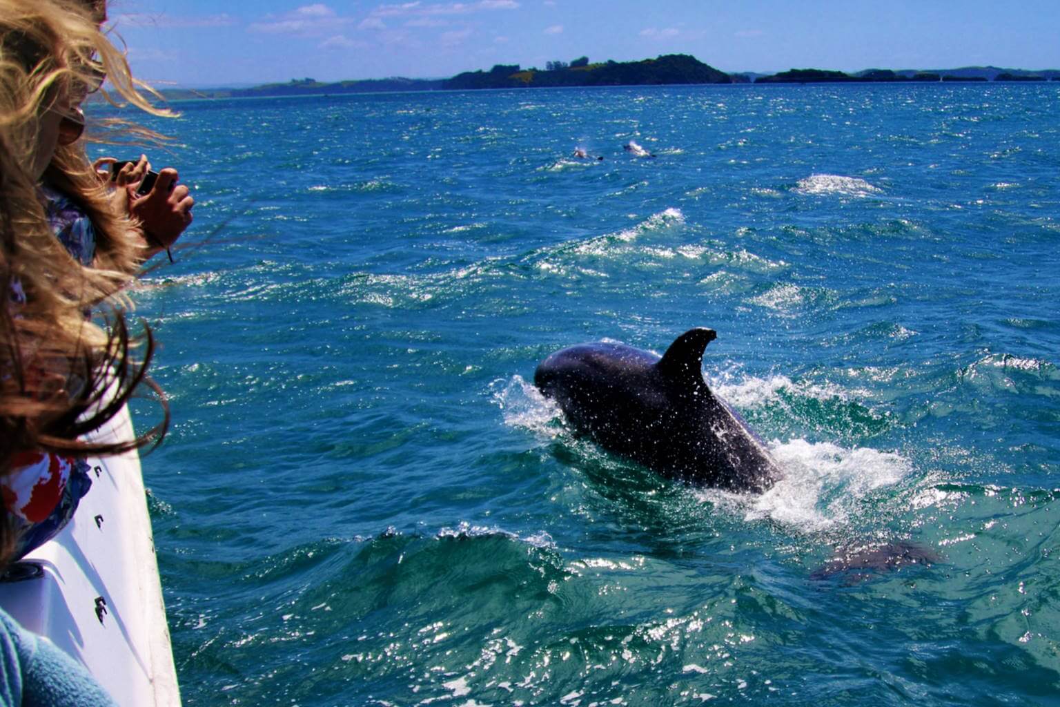 Bay of islands dolphin