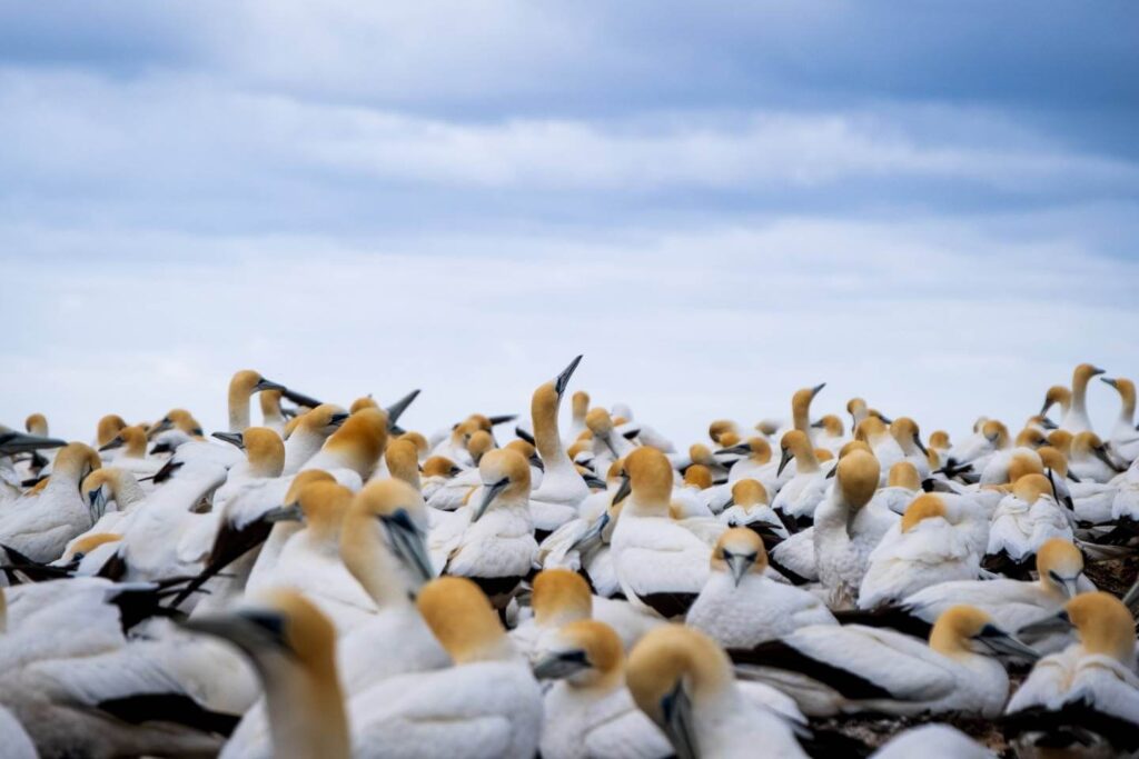 Cape kidnappers gannets