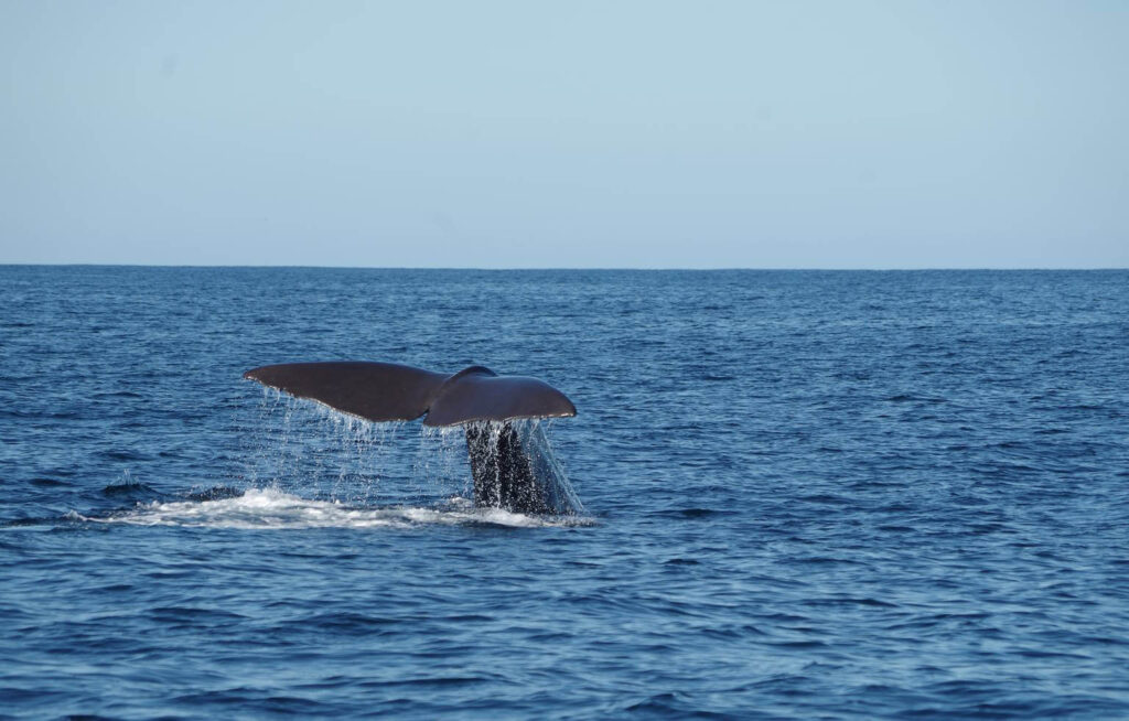 Kaikoura whale tail breach