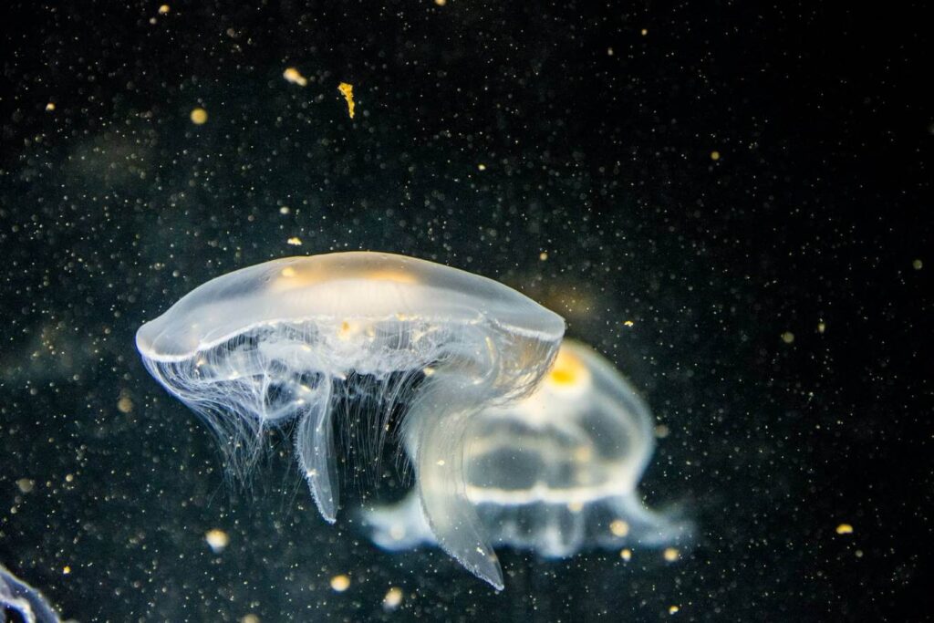 Jellyfish