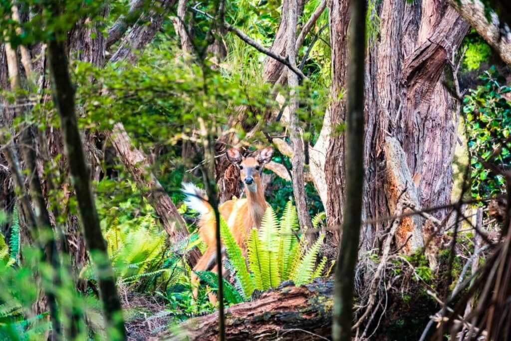 Stewart Island Deer