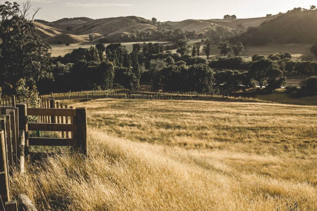 Te mata