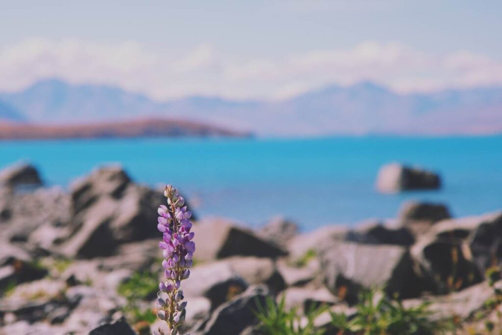 Lake tekapo with flower in foreground