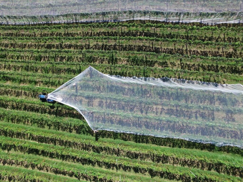 Netting over grape vines