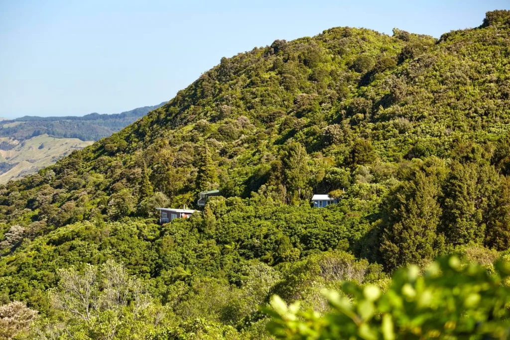 Houses amongst trees in Lake Waikaremoana