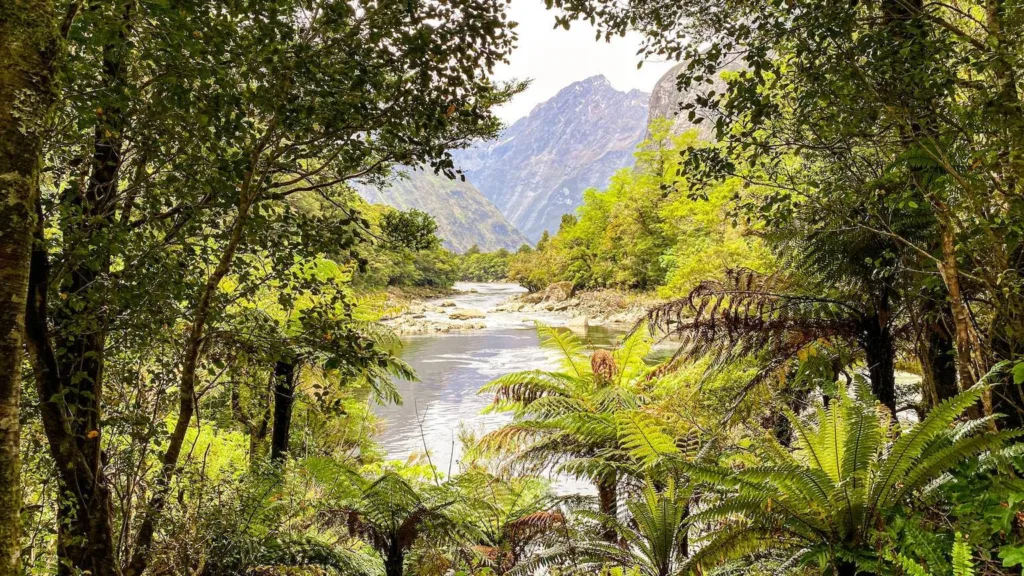 Milford track, view of a river