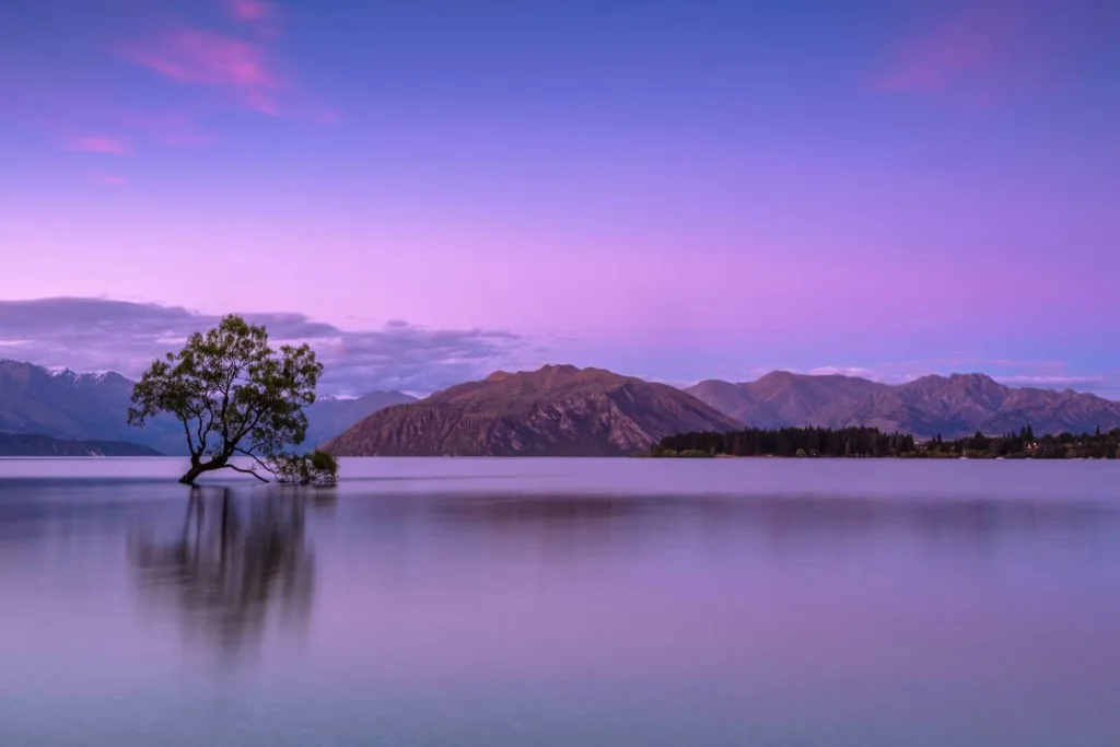 Tree in lake