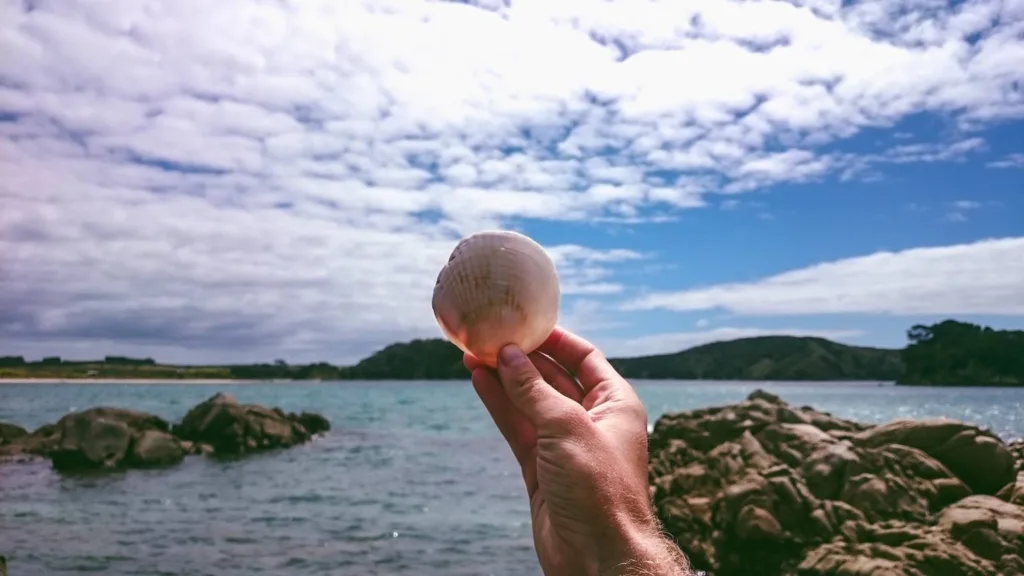 View of person holding shell in paihia