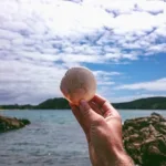 View of person holding shell in paihia